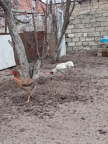 ev quş: Ağ rəngli xoruz – yerli həyətyanı təsərrüfatda yetişdirilib — 2