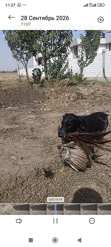 жер уй бишкек сатылат: Дратхаар, 3 айлык, Ургаачы, Эмделген — 1