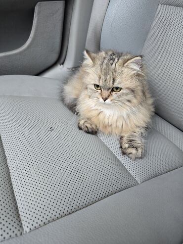 Pişiklər: Şinşilla, Dişi, Ünvandan götürmə — 5