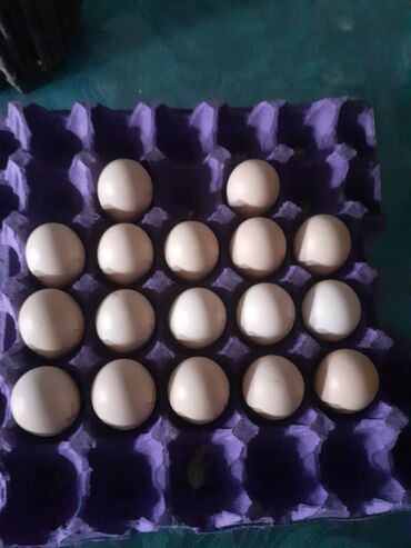 ross 308 yumurta satışı: Brama yumurtasi