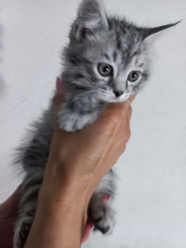 скоттиш фолд шотландская вислоухая кошка: Продаются чистокровные котята.Родились 9 марта. Мама страйт( тёмный