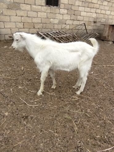 Keçi, çəpiş: Keçilər dəsti satılır – ümumi 6 baş • 1 baş hələpnən × sanen dönməsi — 6