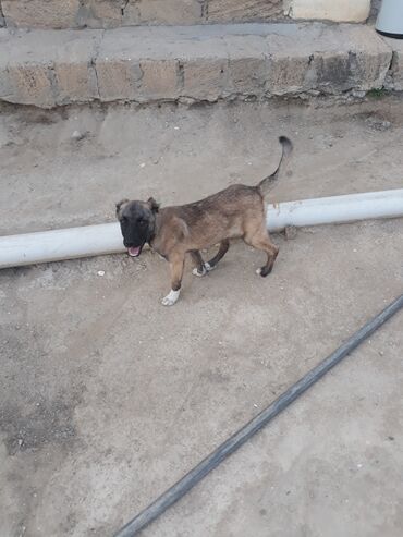 it satısı: Kangal satilir 200 azm