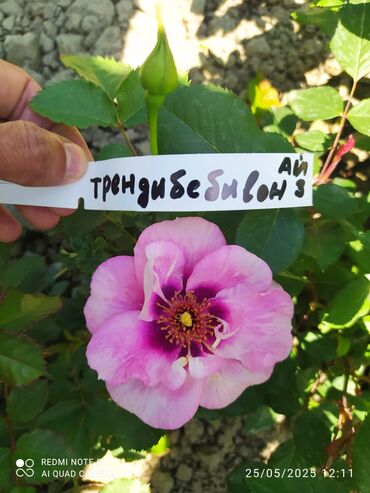 Şitillər: Məhsul: Bağ bitkiləri və meyvə fidanları seçimi - Hibiskus (Rose of — 45