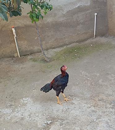 vendam kendi: Salam. Güclü cinsi heyvanlar satiram. Meydanliqdir. Ətraflı məlumat — 6