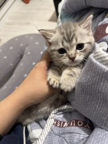 дом животных: Шотландские котята (fold/страйт) Шотландец/Британец чистокровный 🐱