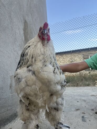 brama cücə satışı: Toyuq, Brama, Damazlıq, Pulsuz çatdırılma