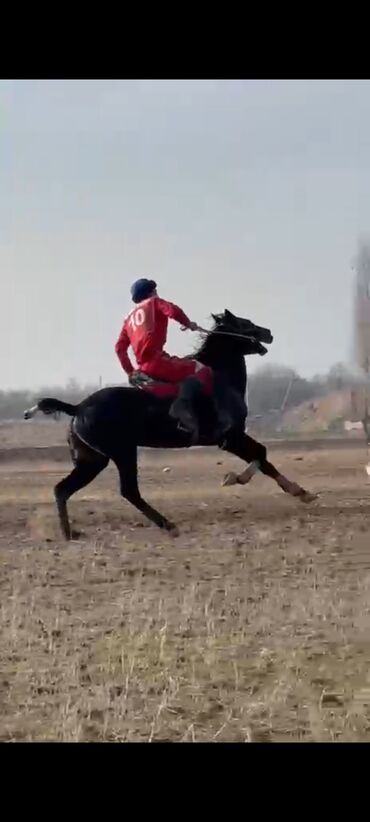 Лошади, кони: Продаю | Конь (самец) | Конный спорт — 5