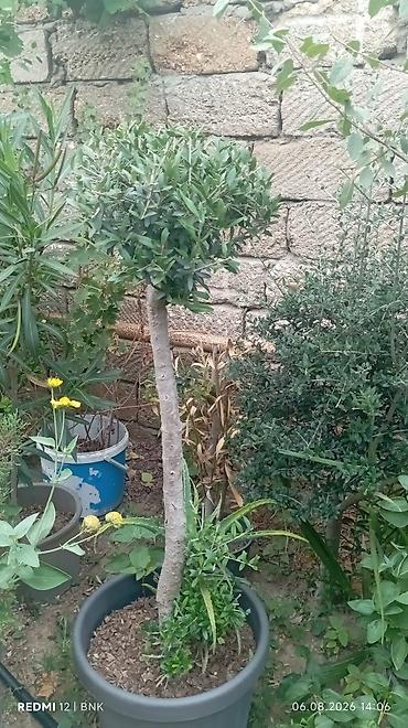 limon ağaçı: Zeytun ağacı – dekorativ formaya salınmış, qabda əkilmiş - Bitki — 1