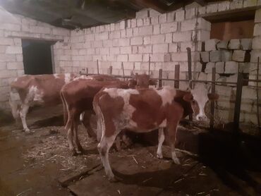 Gəmiricilər: Disi danalar düyeler Ve Ana Bala inekler Opsi 11 ededdir qiymet 850