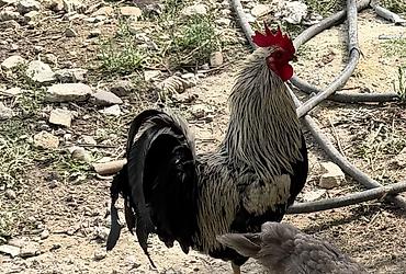 jako tutuquşunun digər adı: Salam gördüyünüz xoruz satılır yada barter olunur özü kimi xoruzla — 1