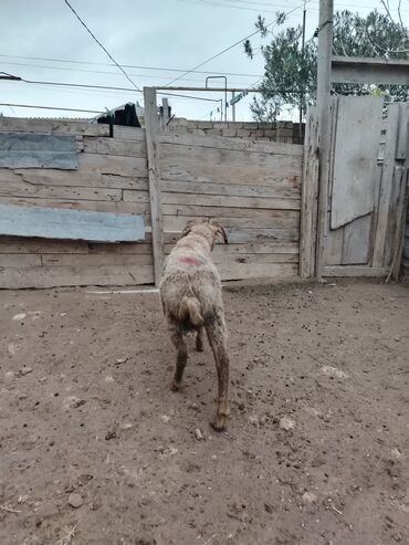 Qoyunlar, qoçlar: Razılaşmaq olar hamsı Erkəkdi qurbanlıqa yararlıdılar — 11