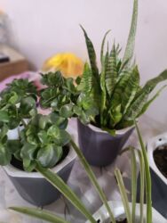 сауна кыз: Комнатные растения в горшках (набор) - Сансевиерия (сансевьера