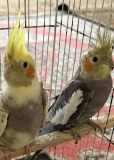 quş qaz: Nymph parakitləri (cockatiel) – cüt - Növ: Nymphicus hollandicus — 2