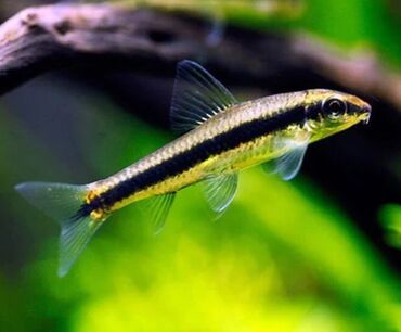 akvarium qiymeti: Siamese Algae Eater Сиамский водорослеед Kiçik ölçülü Siamese Algae