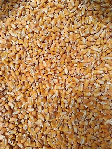 овоши фрукты: Продаю кукурузу в зерне (пионер) в наличии 30 тонн, сухая. г.Кант — 1