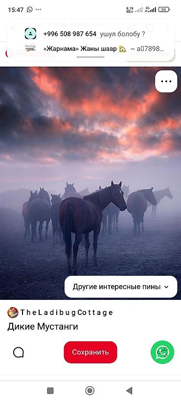 балык кумар: Кымыз (саамал) в бутылках - Натуральный кымыз свежего сбора из — 2