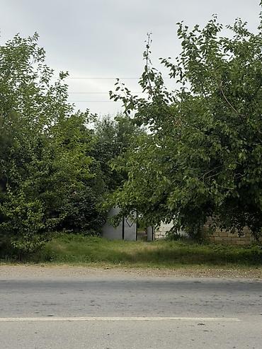Torpaq sahələrinin satışı: 25 sot, Mülkiyyətçi, Kupça (Çıxarış) — 2