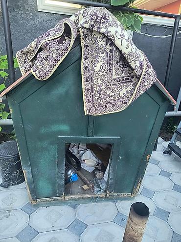 сколько стоит собака бу: Salam it evi satılır əla vəziyyətdədir qiyməti 150 manat — 2