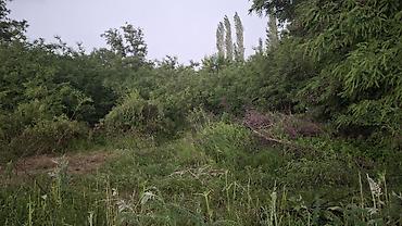 8 соток, Красная книга — 2