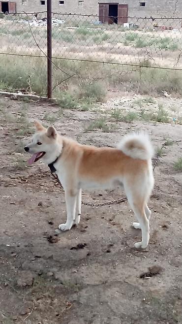 alabay iti satisi: Akita-inu, 11 ay, Erkək — 3