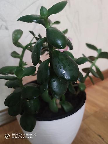 толстянка: Толстянка (Crassula ovata, «денежное дерево»). От 200 сом и выше — 2