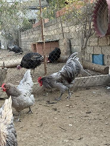 xoruz şəkli: Məhsul: Safqan xoruzlar Təsvir: - Şəkillərdə müxtəlif rəngli, iri — 3
