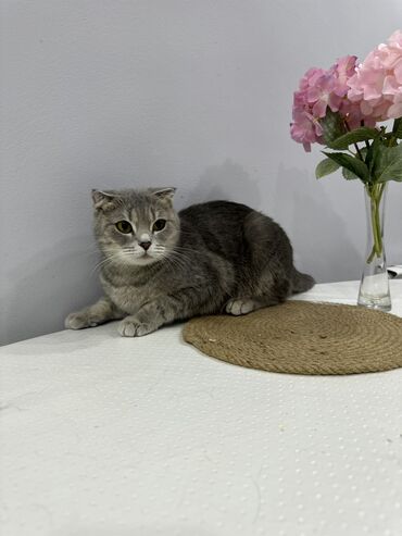 Коты: Продаю кошку ей 3 года не стерилизованная Порода шотландский фолд