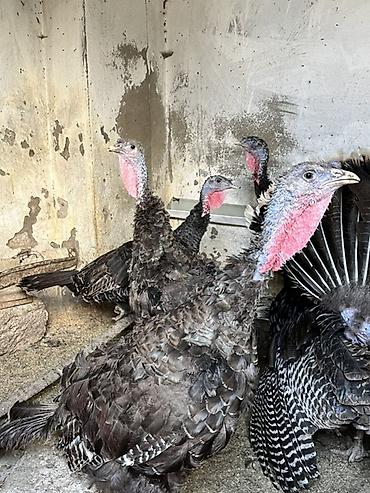 hind makiyaji: Amerıkan bronz hınduskalar hal- hazırda yumurtayırlar real alıcılara — 4