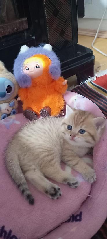 Pişiklər: Britan, Yaxşı əllərə — 31