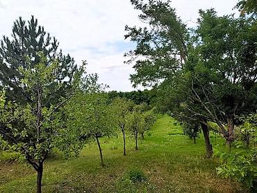 Kupujem kuću: Prodajem salaš sa velikim voćnjakom u Novom Kneževcu, blizu Mađarske — 8