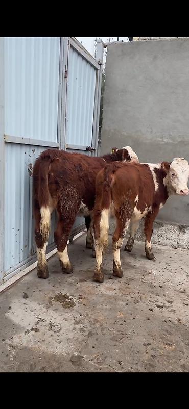 Dana, buzov: Məhsul: Simmental tipli dana cütlüyü - Rəng: qırmızı-ağ ləkəli, açıq -da lalafo.az — 2 Dana, buzov: Məhsul: Simmental tipli dana cütlüyü - Rəng: qırmızı-ağ ləkəli, açıq — 2