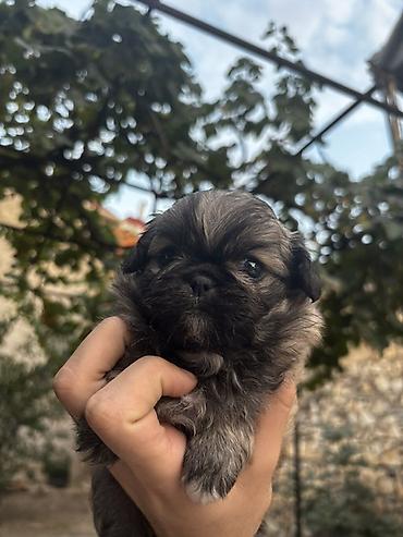 pekines it: 1 ay — 7