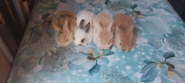 Dovşanlar: 🟠 Ev dovşanı balalarına super endirim kampaniyası. müvəqqəti olaraq 50 — 26