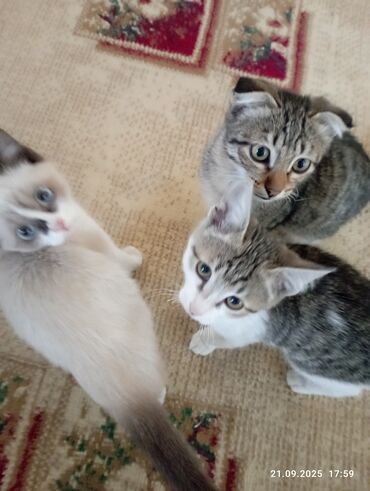 шотландские вислоухие котята в дар: Котята, отдам даром в добрые руки: - Окрас колор-пойнт с белой