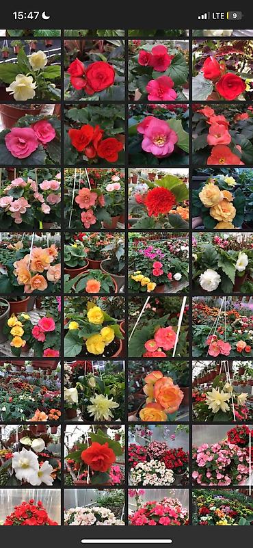 Другие виды семян и саженцев: Бегония, есть разные сорта — 3