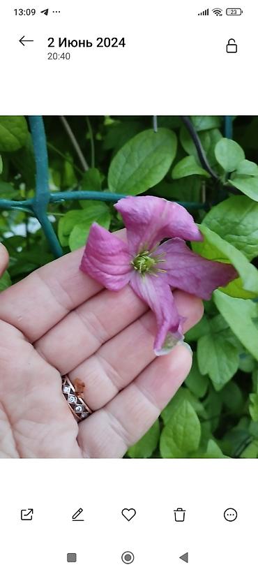 Clematis saplings: Клематис лиановидный, крупноцветковый, двух окрасов: - — 1