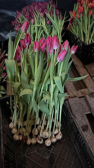 Букеты из живых цветов: Тюльпаны с теплицы — свежесрезанные, на крепком стебле, с тугими — 5