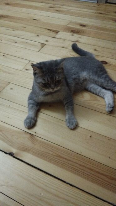 Pledlər: Rəng - Bənövşəyi Mikrofiber Pled -da lalafo.az — 6 Pledlər: Rəng - Bənövşəyi Mikrofiber Pled — 6