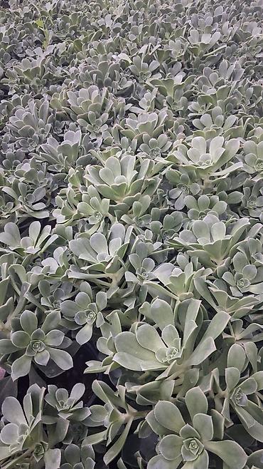 roza: Sukulent (Echeveria tipli) – qara plastik dibçəklərdə - Bitki tipi — 5