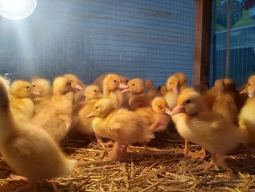 Cücələr: Ördək cücələri, Ətlik, Ünvandan götürmə, Rayonlara çatdırılma, Ödənişli çatdırılma -da lalafo.az — 5 Cücələr: Ördək cücələri, Ətlik, Ünvandan götürmə, Rayonlara çatdırılma, Ödənişli çatdırılma — 5