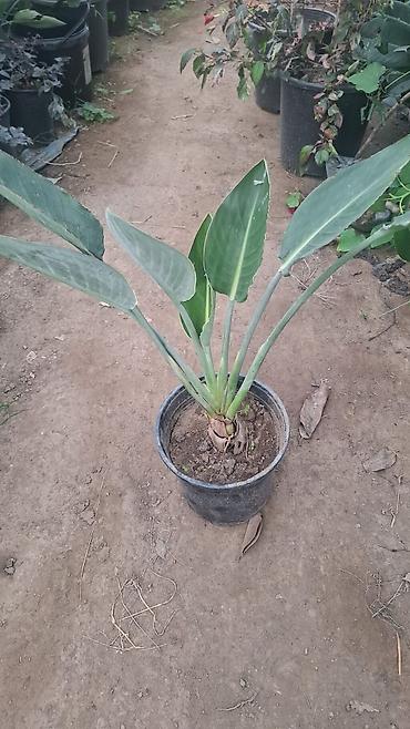qaşqaldağ quşu: Strelitzia 
Cənnət quşu — 1