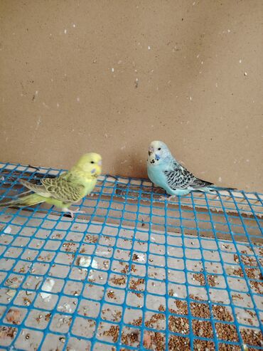 Tutuquşları: Çexlər tam sağlam quşlardı,ələ öyrətməyin tam vaxtıdı, iki üç — 3