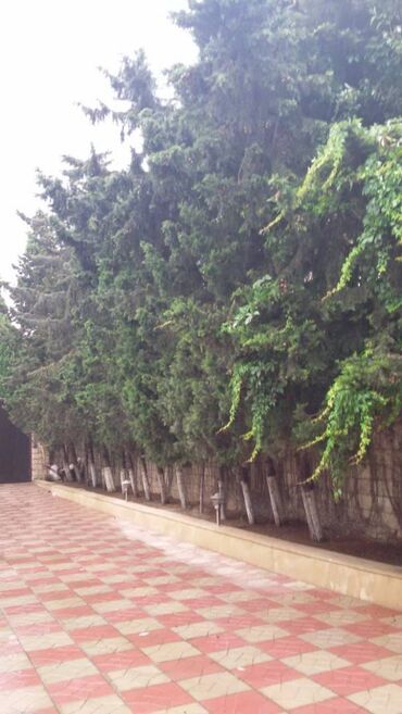 Bağ evlərinin kirayəsi: Bilgəh qəs., 200 kv. m, 4 otaqlı — 21