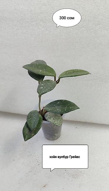 Хойи: Хойя (Hoya) Nui 400 сом( Hoya macrophylla 250 сом Хойя — 19