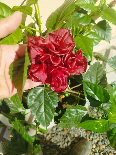 qanadli gul: Məhsul: Hibiskus (Çin qülü) dekorativ kol – cütqat (katmerli) sortlar — 2