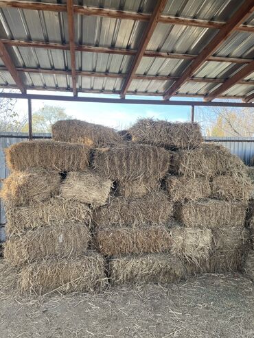 продам кошку: Тюки соломы/сена в прямоугольных кипах. - Формат: малые прямоугольные