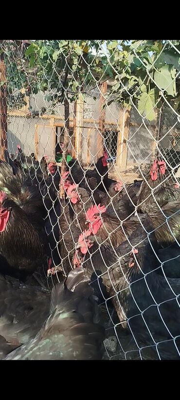 Digər quşlar: Alman cinsi australorp cücə və yumurta sifarişi qəbul olunur. bütün — 15