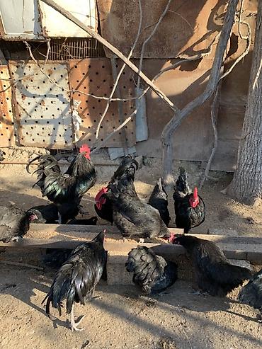 ordək yumurtası: Toyuq, Australorp, Damazlıq, Ünvandan götürmə — 2
