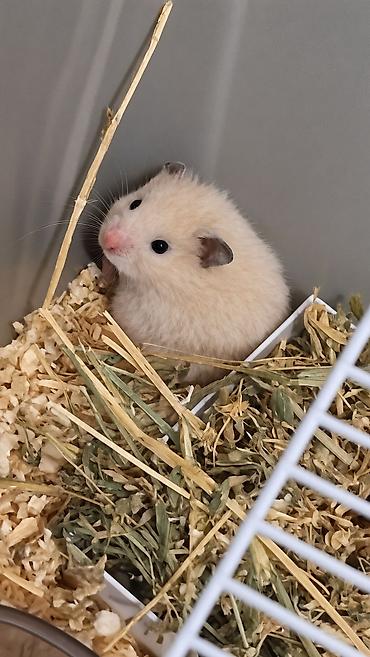 qəfes: Hamster və qəfəs dəsti ÜZƏRİNDE TALAŞİ YARİMCİQ YEMEKİDE VERİLİR! — 1